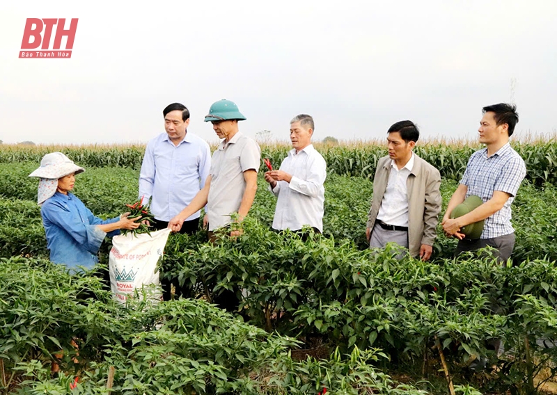 Đồng chí Vũ Ngọc Thưởng, Phó Bí thư Thường trực Huyện ủy thăm mô hình sản xuất vụ đông ở xã Yên Thịnh. Ảnh: Lê Hà