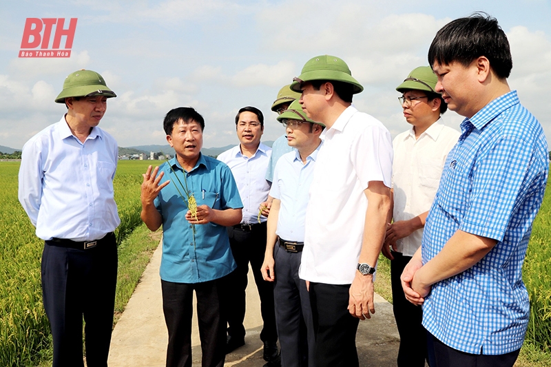 Đồng chí Lê Đức Giang, Tỉnh ủy viên, Phó Chủ tịch UBND tỉnh, Phó trưởng Ban Chỉ đạo thực hiện các Chương trình MTQG tỉnh cùng đoàn công tác và các đồng chí lãnh đạo huyện thăm vùng tích tụ sản xuất lúa tập trung theo hướng hữu cơ đạt tiêu chuẩn VietGAP xã Định Long. Ảnh: Lê Hà