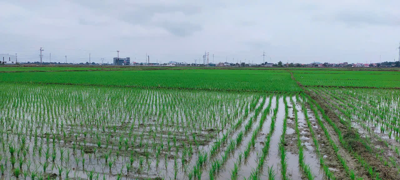 Lê Uyên. Bà con nông dân trong xã chuyển trọng tâm sang công tác chăm sóc, cung ứng đầy đủ nguồn nước tưới dưỡng giữ ấm cho lúa phát triển thuận lợi ngay từ đầu vụ.