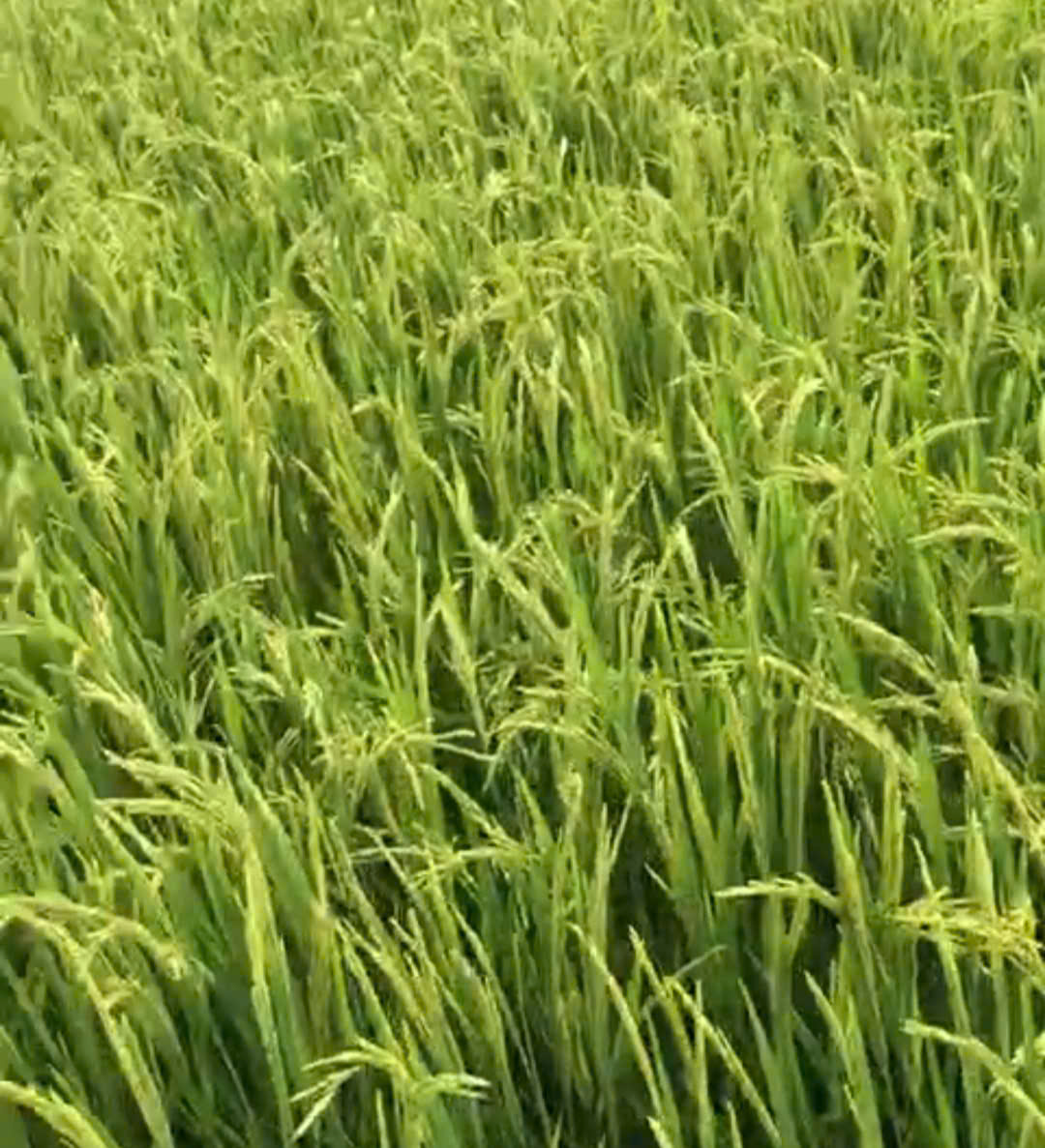 Trên 500 ha lúa xuân của xã Định Hòa đã trổ bông, phơi màu, uốn câu, chắc hạt.