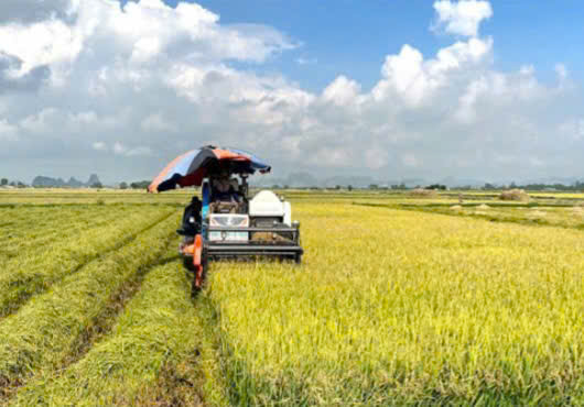 Bà con nông dân tập trung thu hoạch lúa vụ xuân 2025