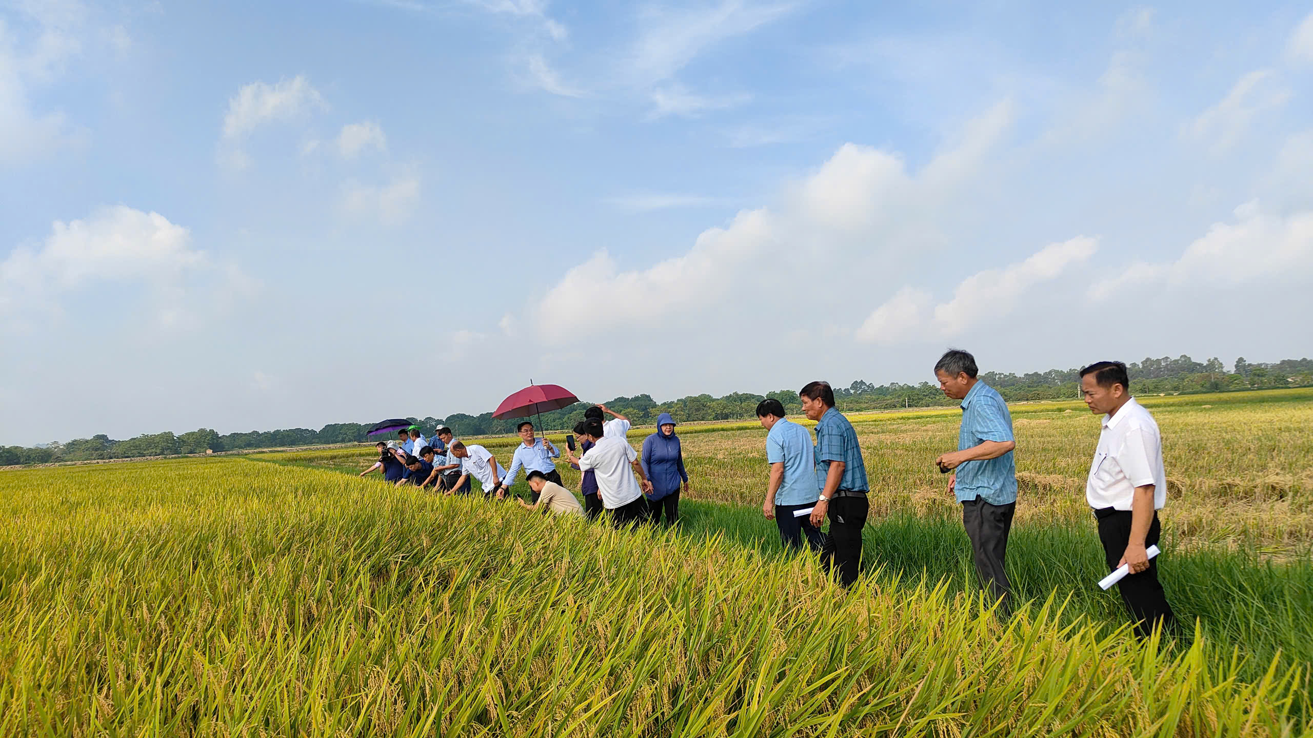 Trước khi bước vào hội nghị, các đại biểu đã đi tham quan thực tế mô hình ứng dụng công nghệ cao thông minh trong sản xuất lúa theo chuỗi giá trị hàng hóa gắn với tiêu thụ sản xuất của HTXDVNN Định Liên.