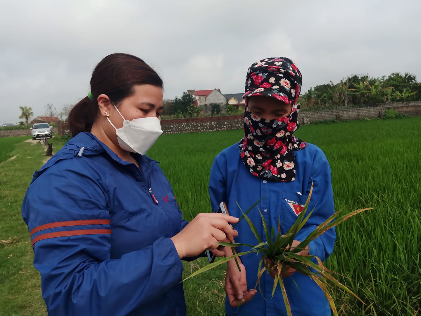 Cán bộ kỹ thuật TTDVNN huyện trực tiếp kiểm tra thăm đồng hướng dẫn bà con phòng trừ bệnh đạo ôn gây hại.