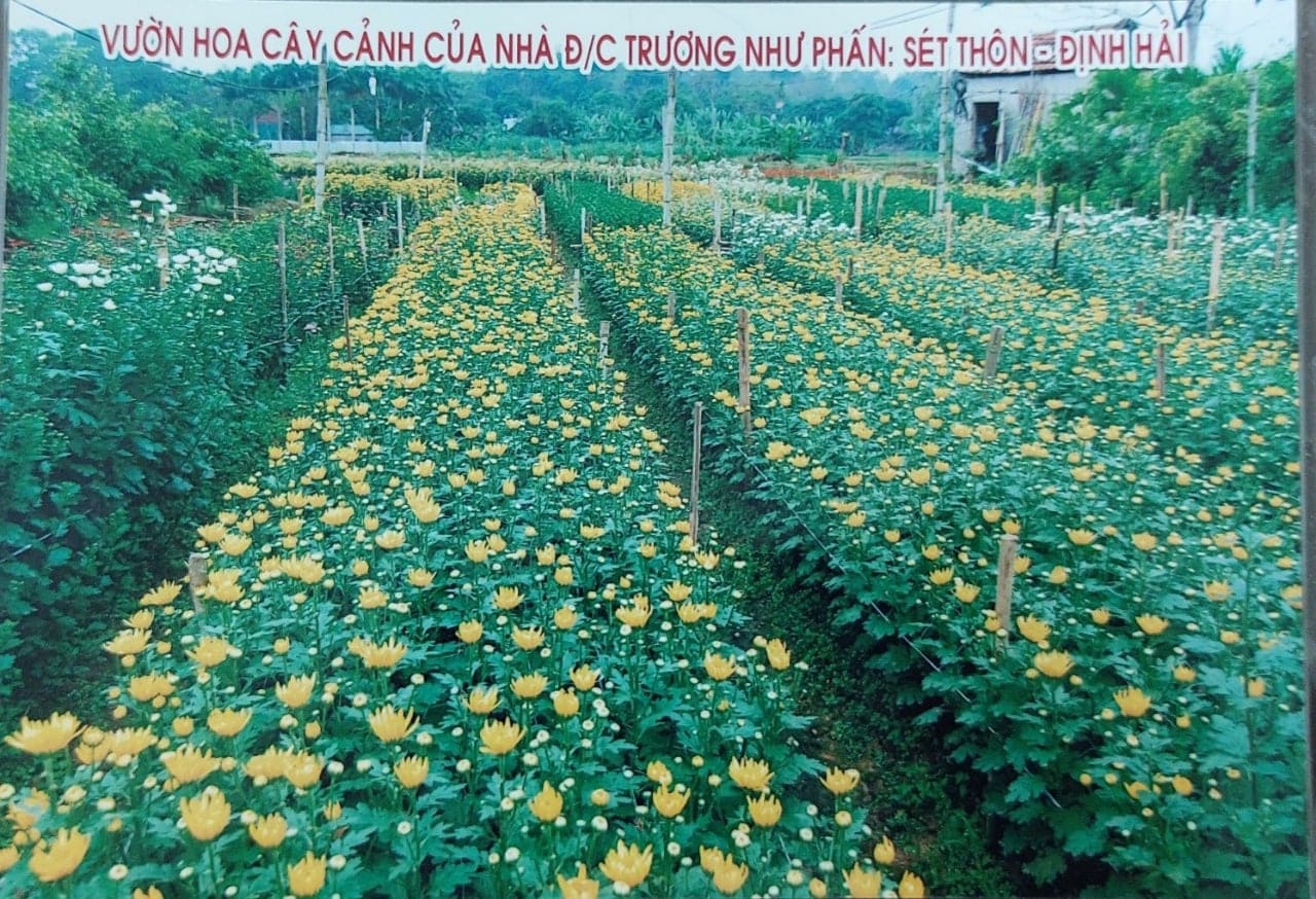 Mô hình CCB tham gia trồng hoa