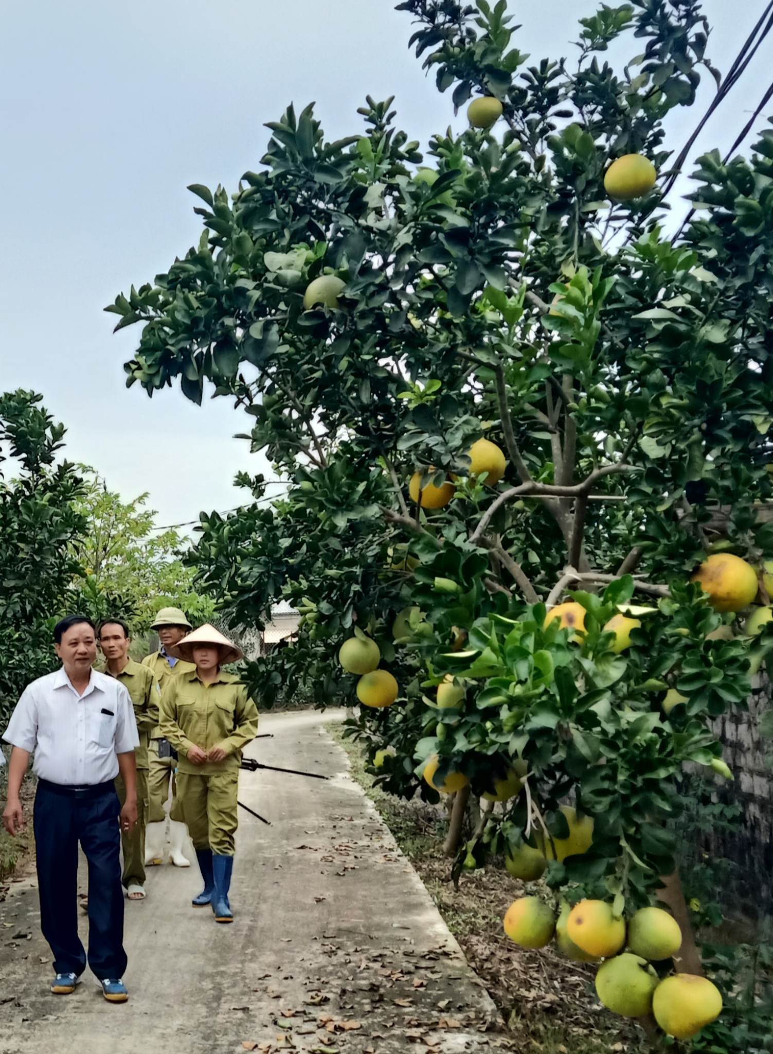 Trang trại tổng hợp Hương Quê mang lại hiệu quả kinh tế cao.