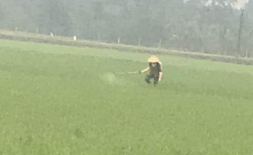 Một số hình ảnh bà con nông dân xã Yên Phong tập trung chăm sóc lúa chiêm xuân.
