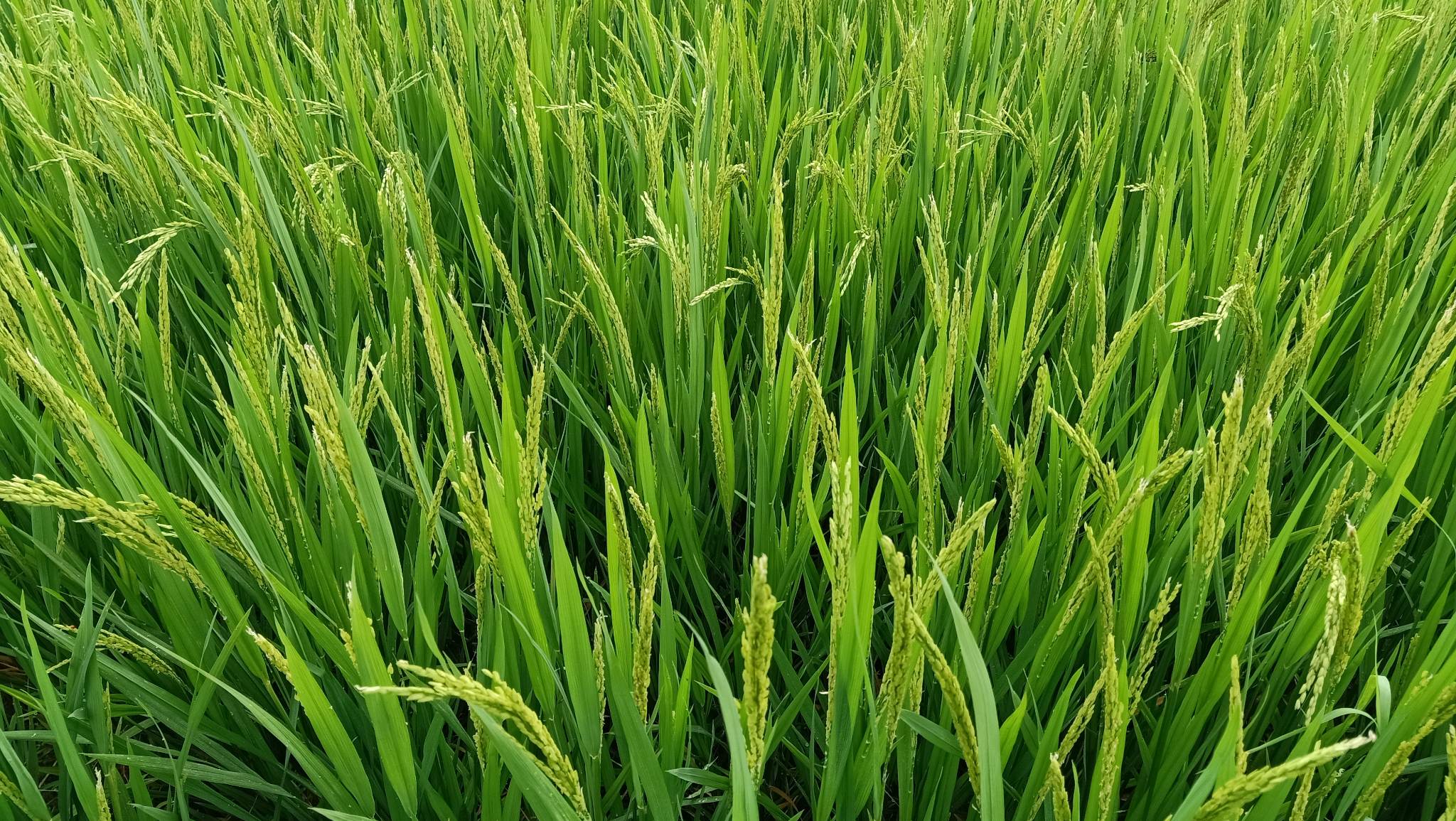 Toàn bộ diện tích lúa của địa phương đang trổ bông phơi màu, uốn câu chắc hạt.