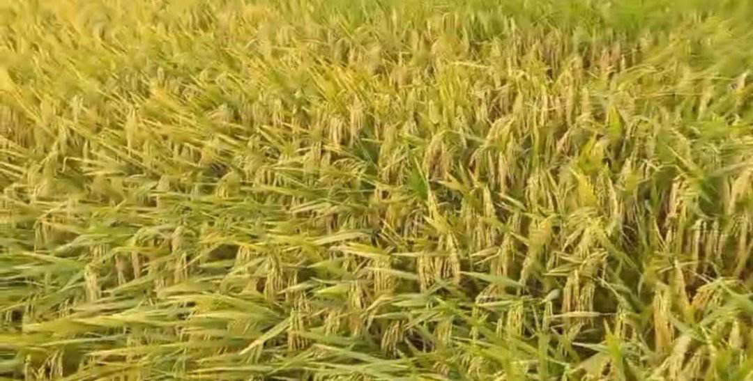 Bà con thu hoạch nhanh gọn diện tích lúa xuân, tập trung triển khai vụ mùa năm 2023.
