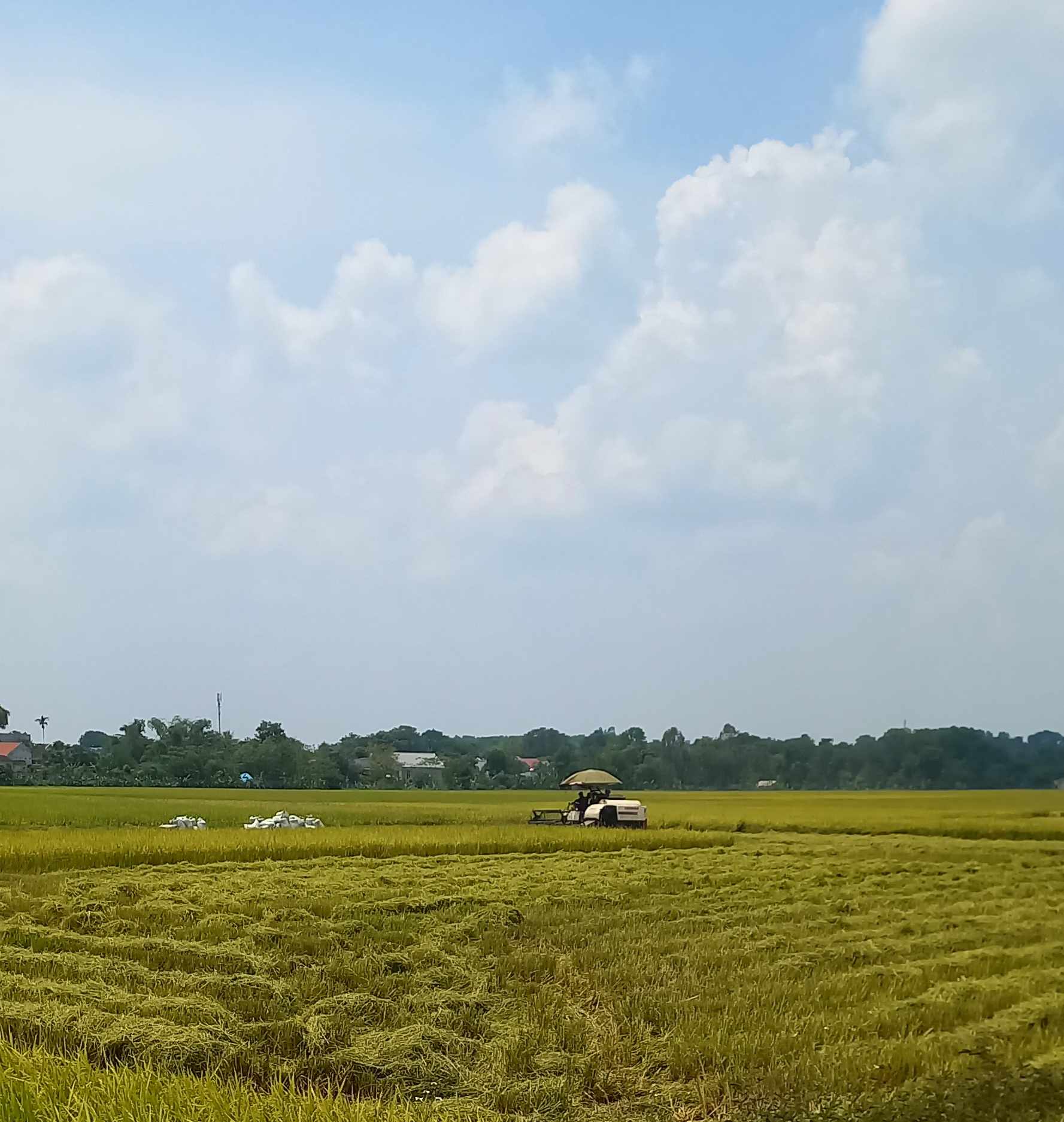 Bà con tập trung thu hoạch nhanh gọn diện tích lúa vụ mùa.