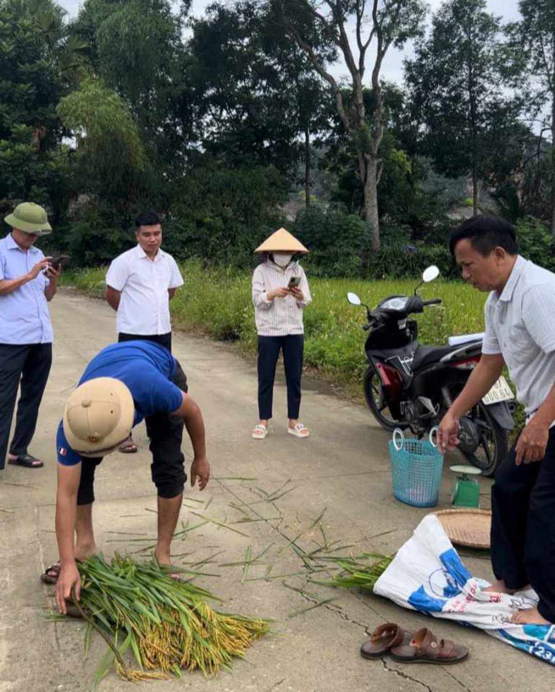 Lãnh đạo thị trấn Quý Lộc thăm đồng và đánh giá năng suất lúa vụ mùa năm 2023.