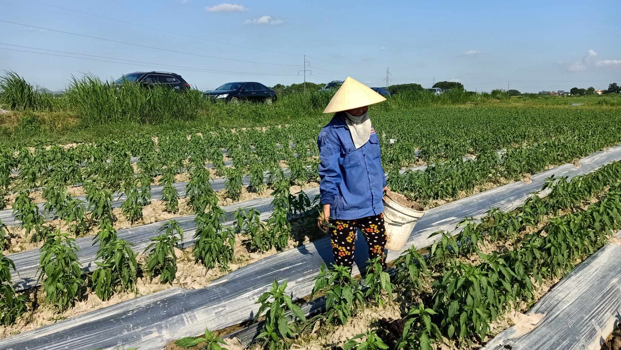 Bà con nông dân trong xã đang tập trung chăm sóc cây trồng vụ đông.