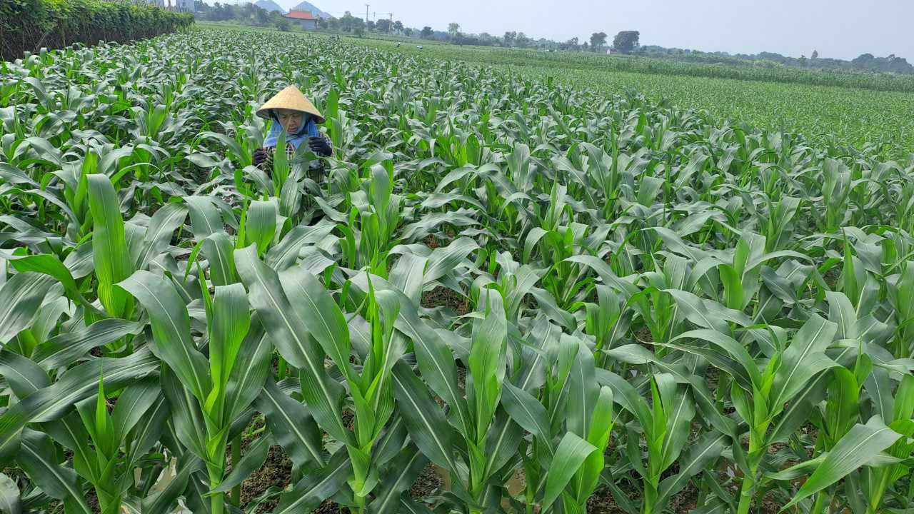 Bà con nông dân xã Định Tăng Tích cực chăm sóc cây trồng vụ đông.